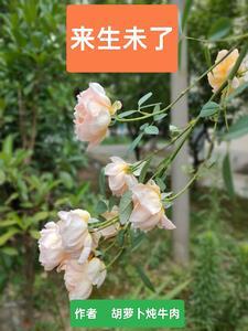 来生未了情萨克斯