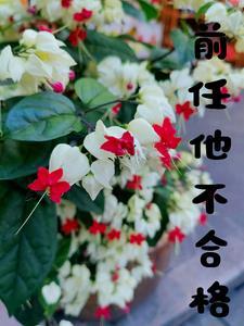 前任不挽回是什么原因