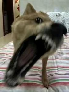 富贵险中求电影